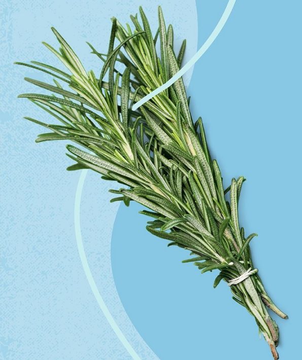 Everything about the benefits of rosemary oil for hair 3 همه چیز درباره ی مزیت های روغن رزماری برای موها